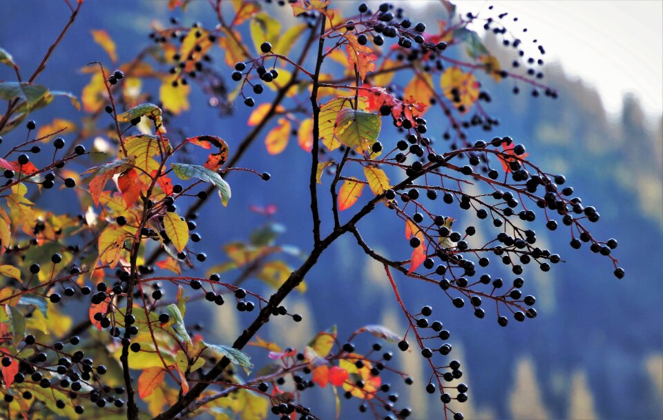 Shrubs plant nature