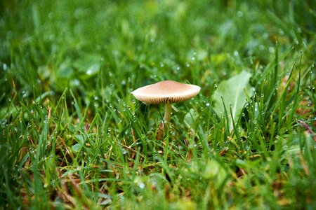 Moss toxic fungi