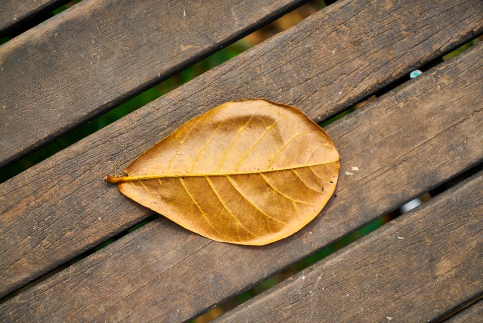 Single wood-fibre boards nature