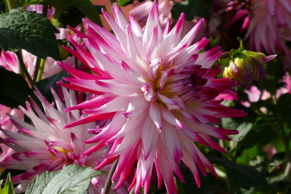 Vegetable blossom petals