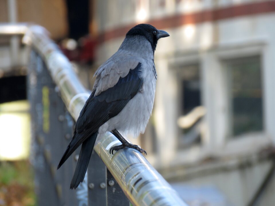 Fence railing animal world