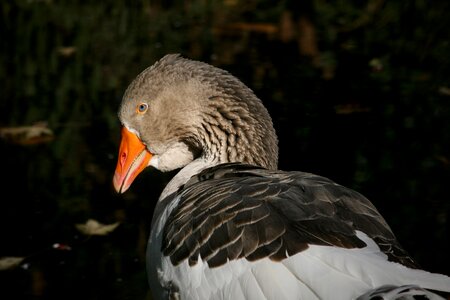 Bill poultry plumage photo