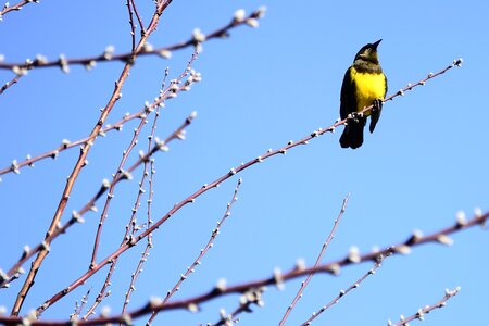 Outdoors sky birds