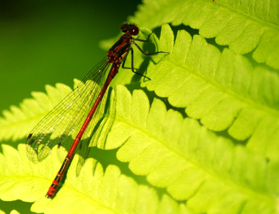 Flight insect nature multiplication