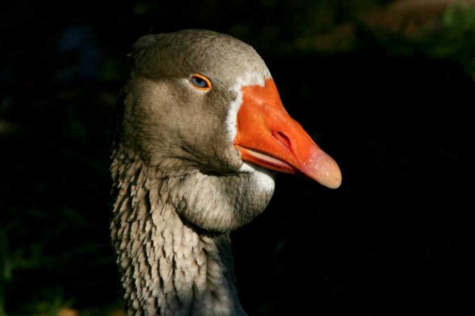 Ganter bill poultry