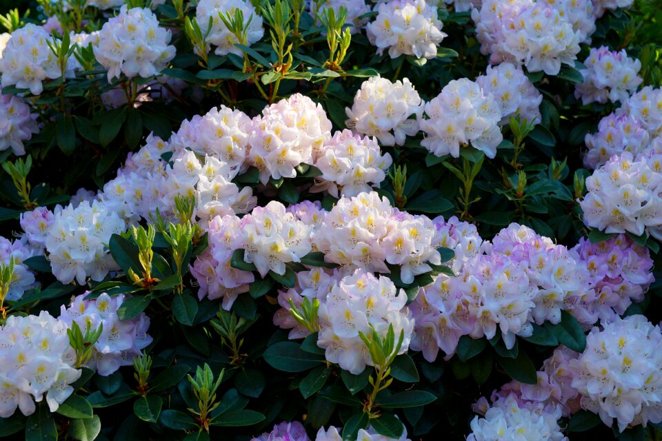 Rhododendron blossoms spring ornament