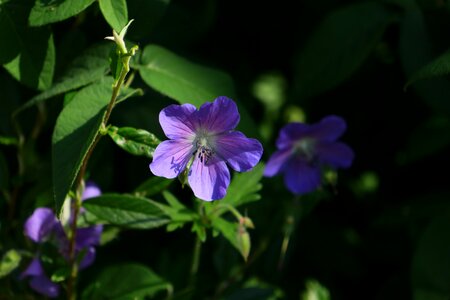 Cranesbill raindrop early summer photo