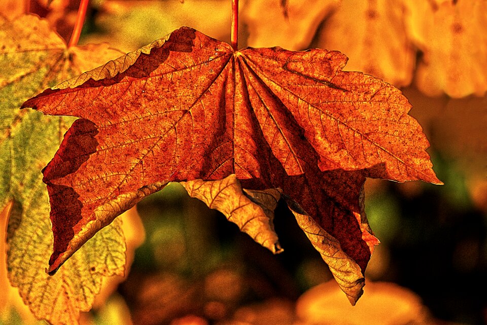 Dry autumn leaf coloring