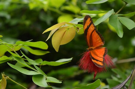 Orange exotic tropical