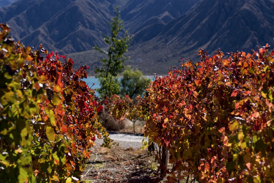 Grapes grapevine agriculture