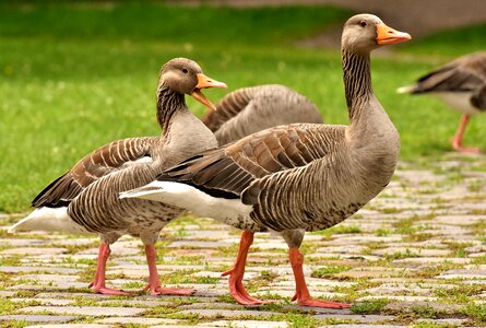 Group goose-char run