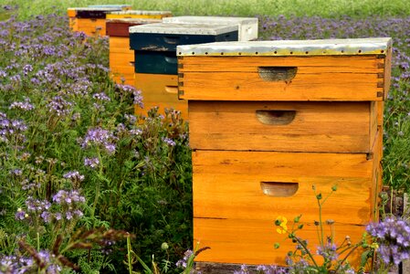 Beekeeping honey bee house