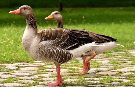 Group goose-char run