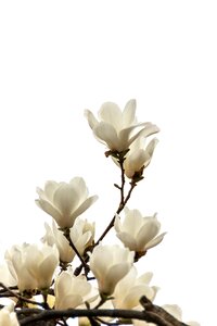 Plants nature beautiful