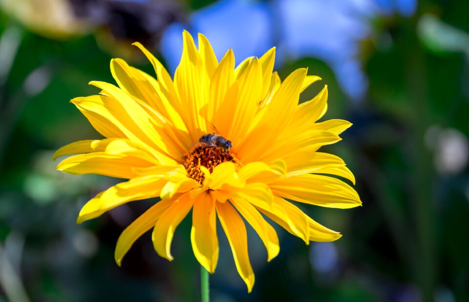 Close up dahlia garden flower garden