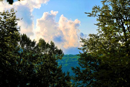 Tree sky clouds photo