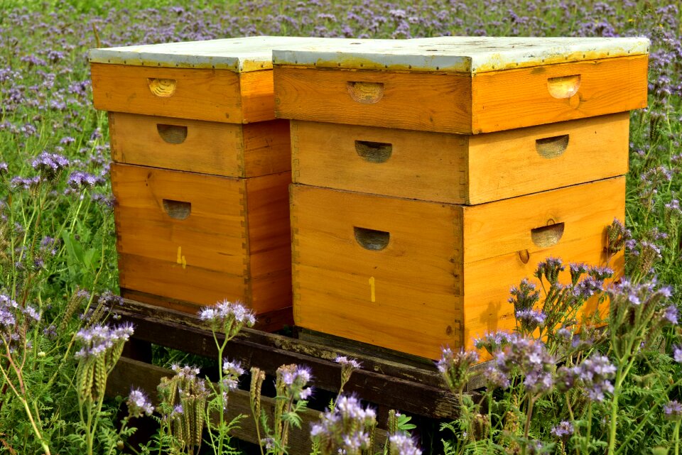 Beekeeping honey bee house