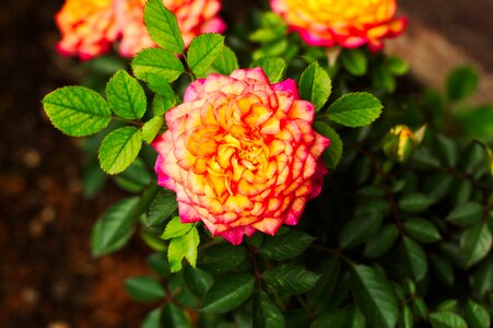 Rosa rose colorful