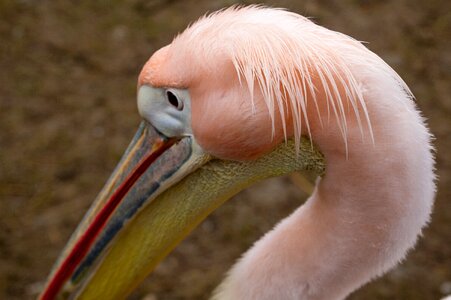 Nature pelicans pink photo
