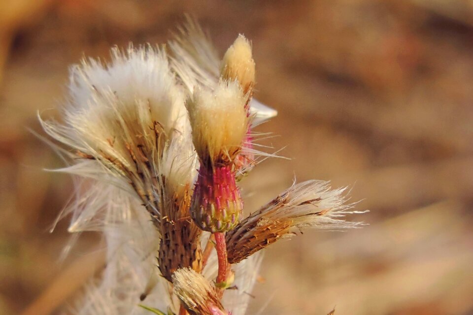 Thistle seed plant nature