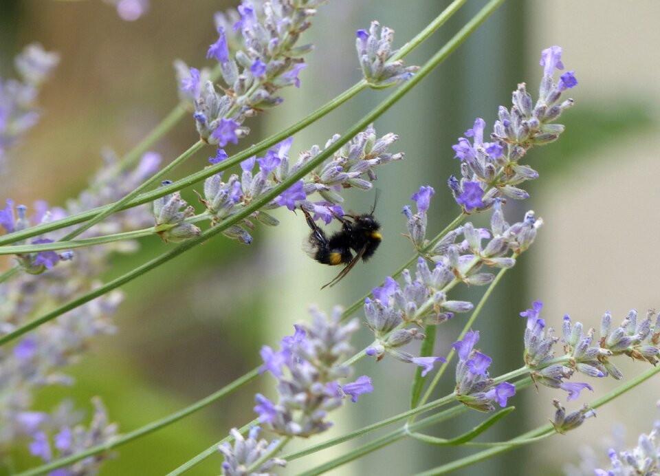 Pollination nature close up