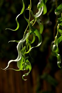 Tender green small