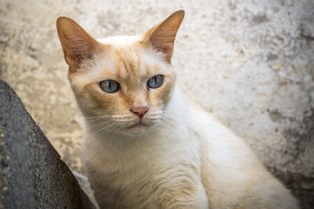 Pet animal kitten photo