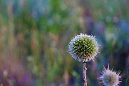 Flower plant nature