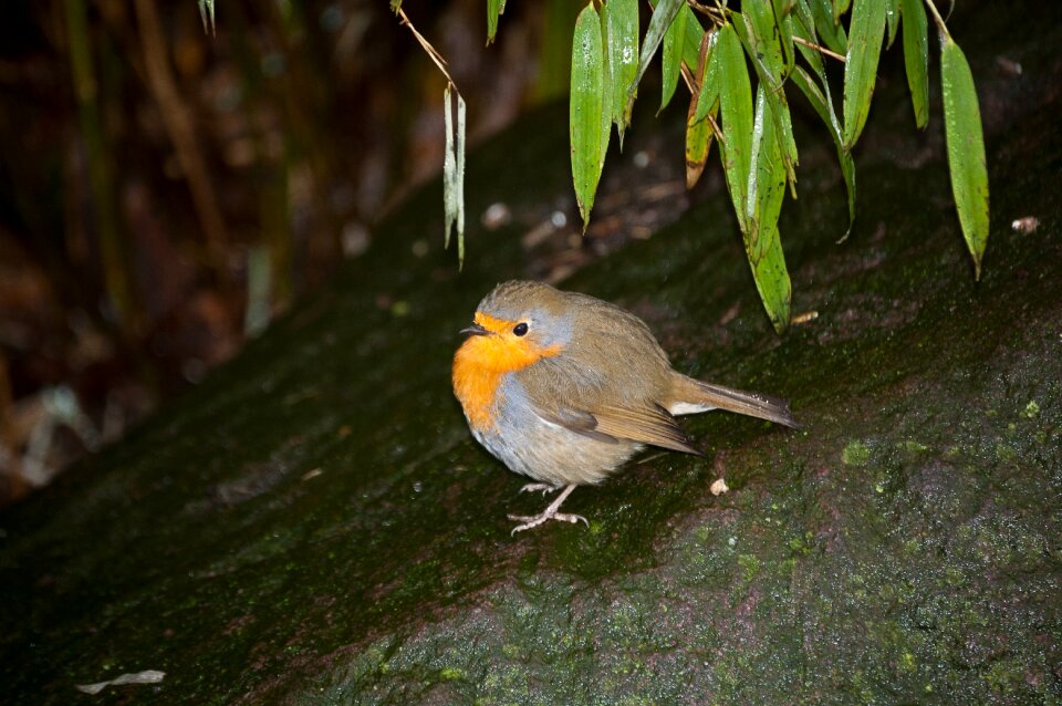 Forest birds animals