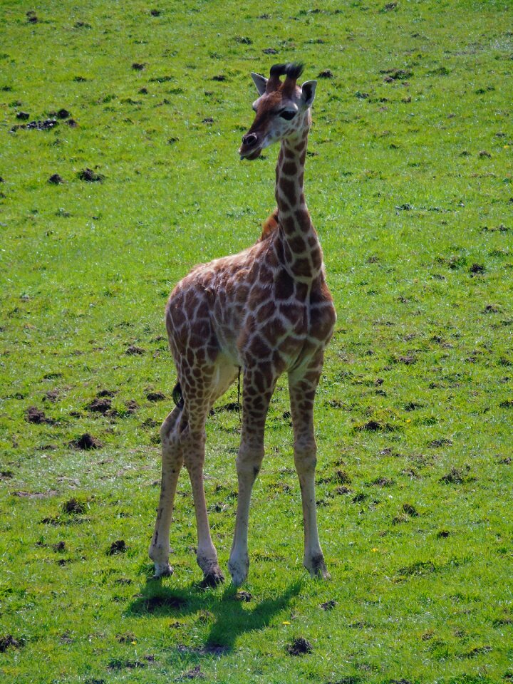 Nature giraffe wild