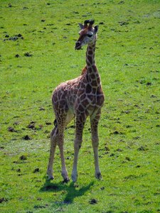 Nature giraffe wild photo