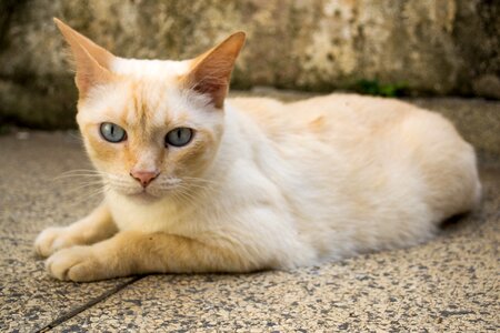 Portrait fur feline photo