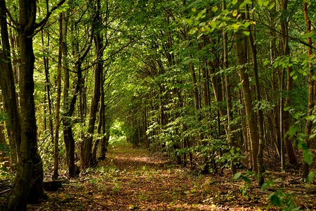 Trees nature recovery