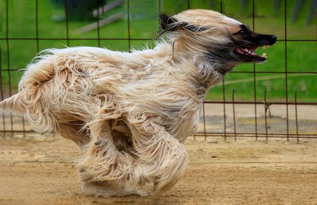 Pet animal greyhound racing photo