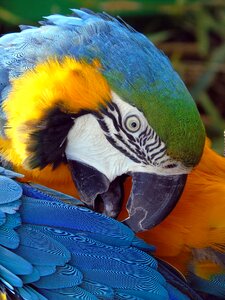 Macaw wing tropical photo