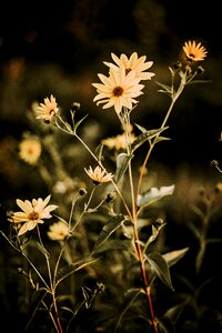 Nature flowers summer