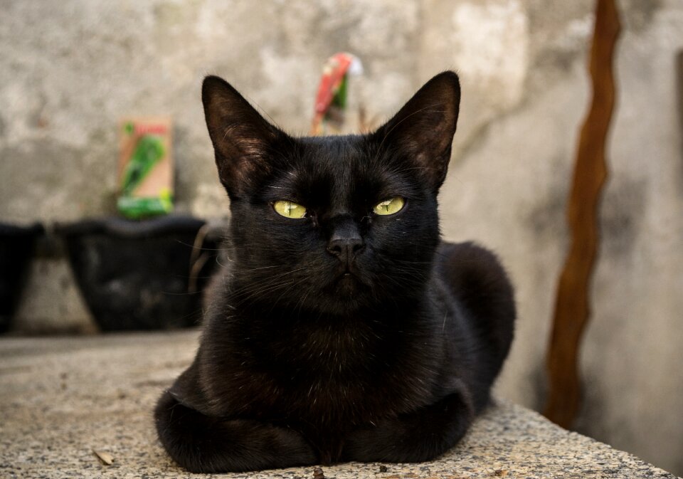 Portrait fur feline
