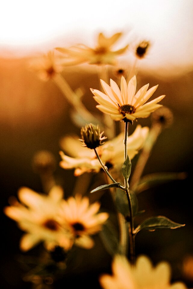 Nature flowers summer