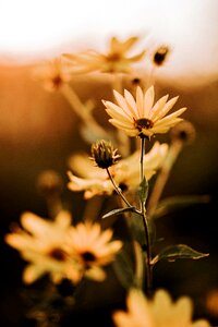 Nature flowers summer