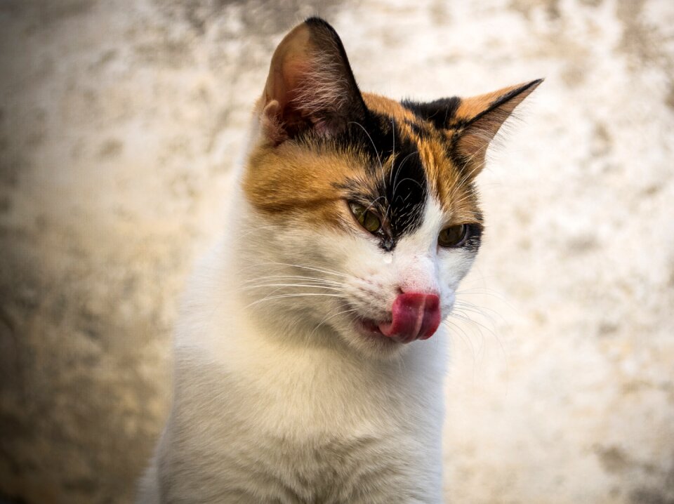 Portrait fur feline