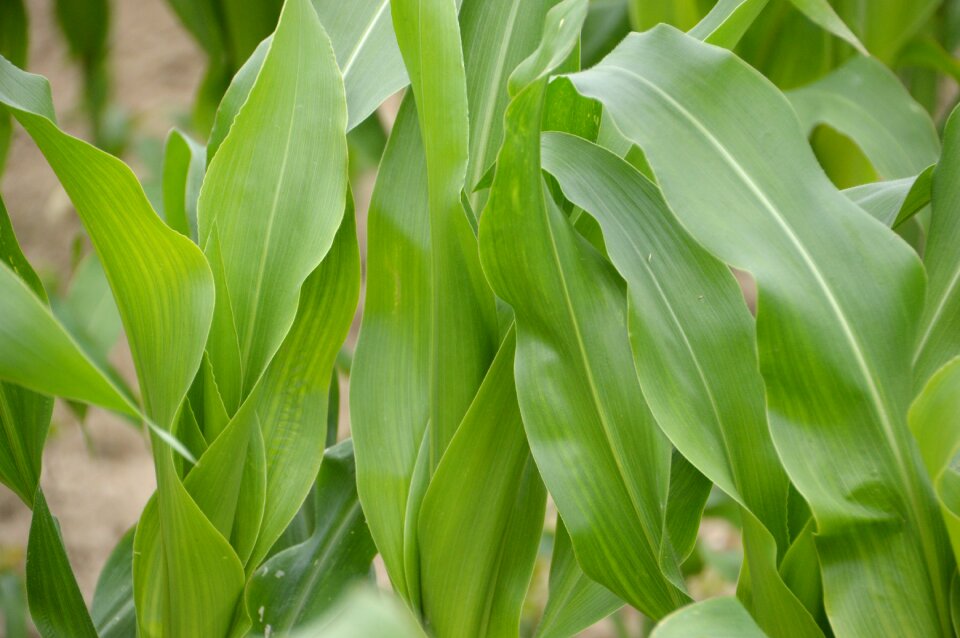 Agriculture plant food