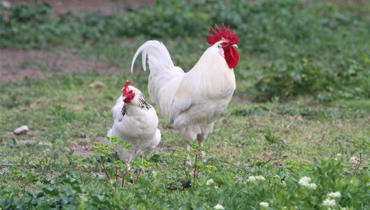Farm nature poultry
