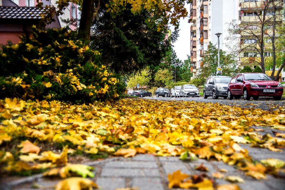 Foliage yellow season