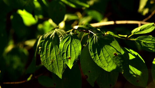 Plant environment forest