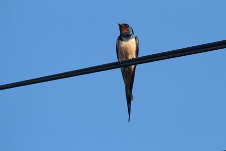 Sky nature birds