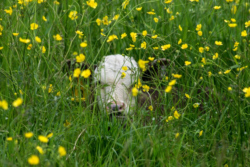 Pasture agriculture livestock