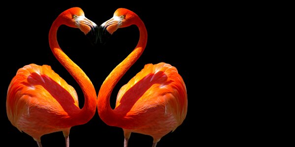 Affection feelings romance