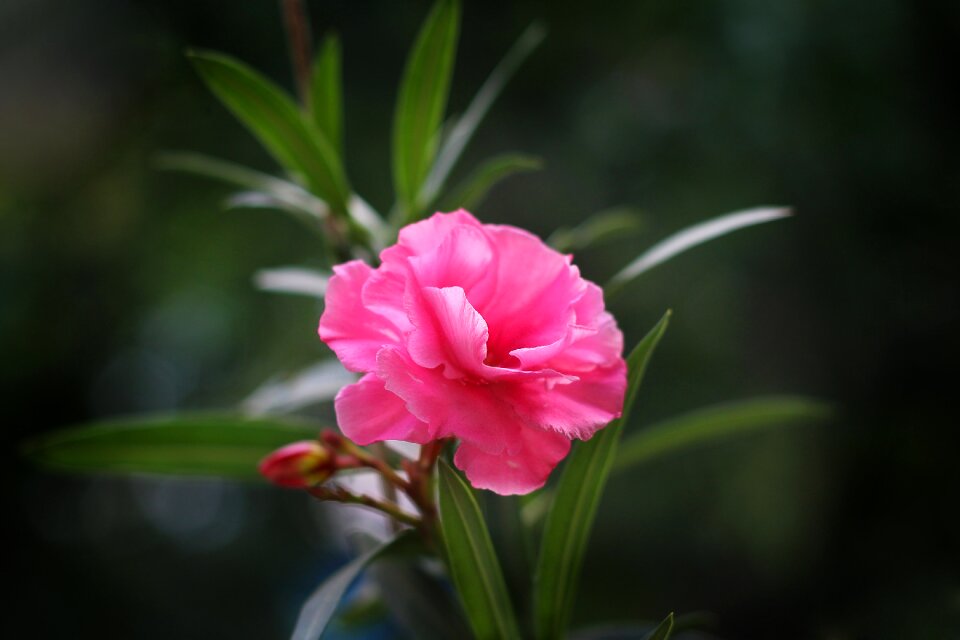 Plant flower sheet