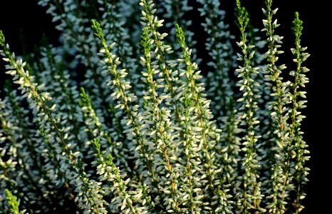 Plant flowers blooming