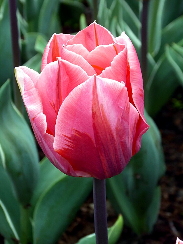 Keukenhof spring flower